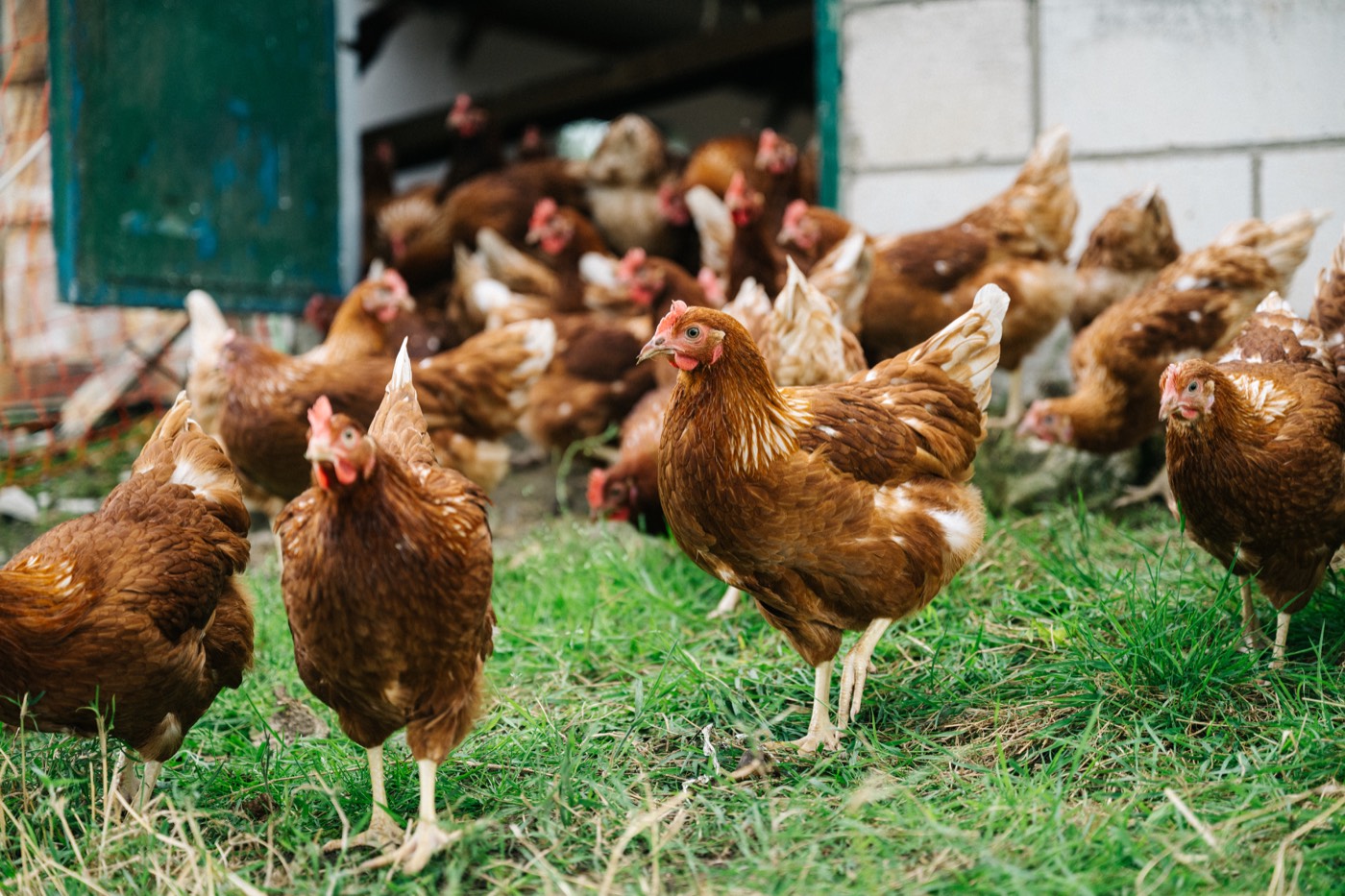 Chicken farm