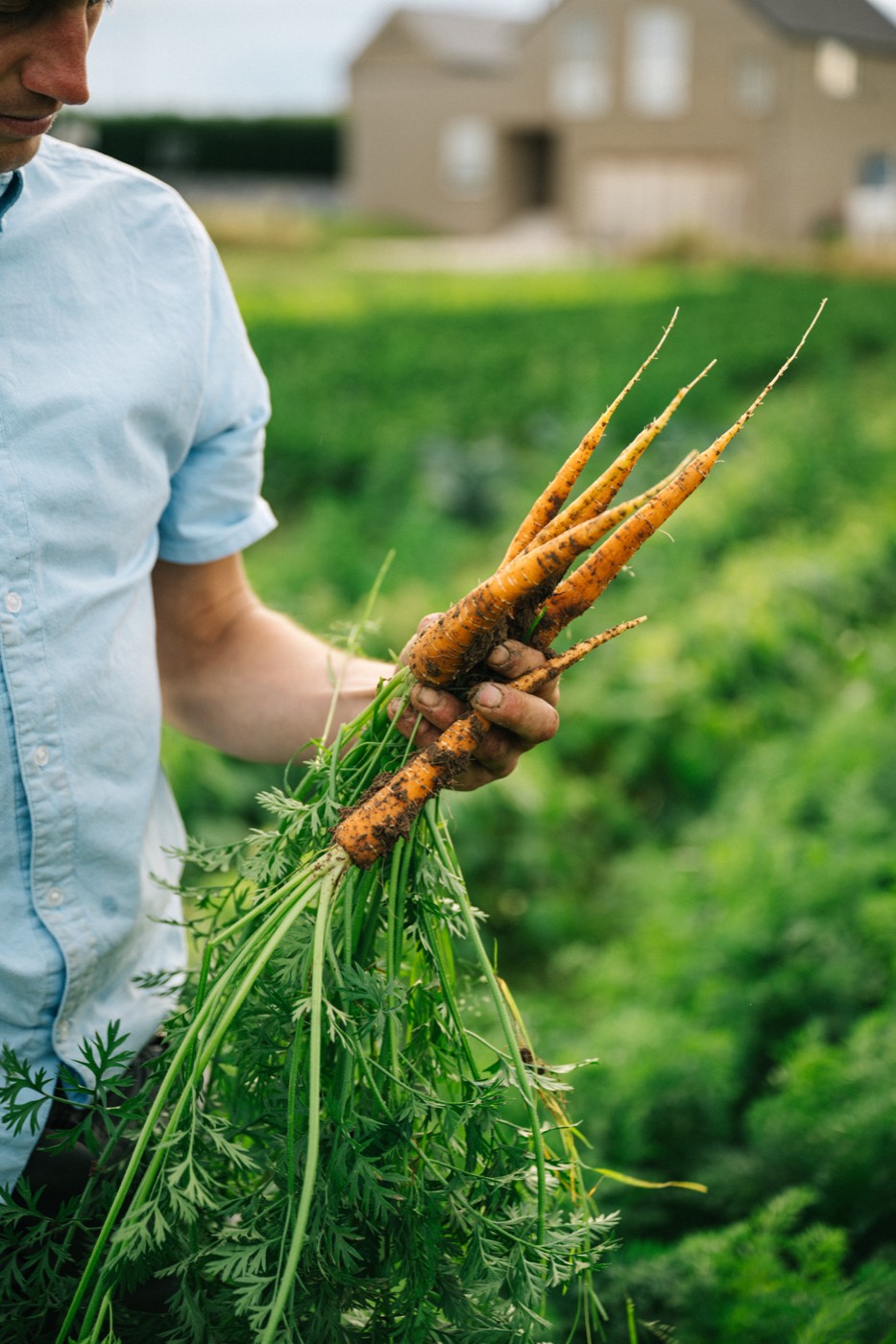 Harry's Carrots