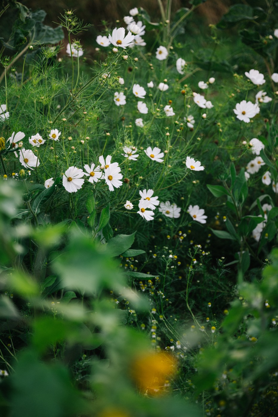 Harry's Flowers